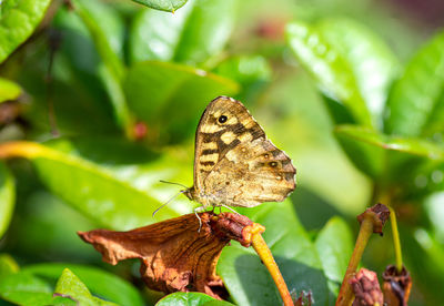 Close-up of butterfly on leaves