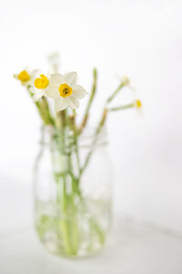 Close-up of white flowers