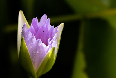 Close-up of purple flowering plant