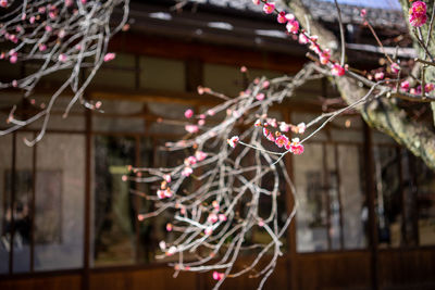 Low angle view of pink flower hanging on building