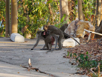 Photos of reaction of the monkey family at sriracha city thailand.