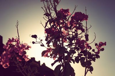Low angle view of flower tree against clear sky