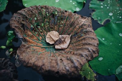 High angle view of leaves in pond