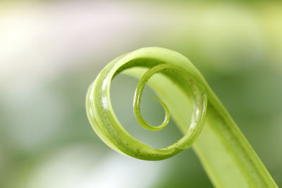 Close-up of green leaf