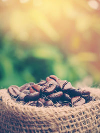 Close-up of pine cone against blurred background