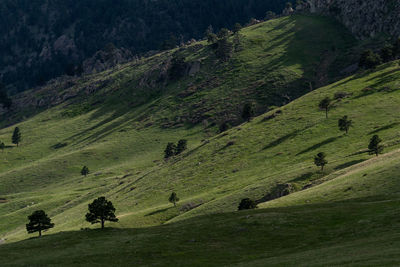 High angle view of trees on landscape