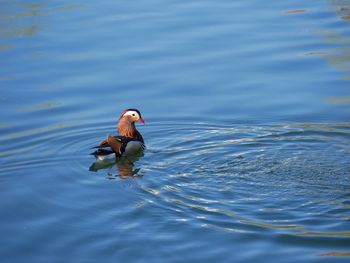 View of a duck swimming in lake
