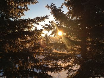 Low angle view of sunlight streaming through trees in forest