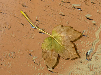 Close-up of wet maple leaves on water