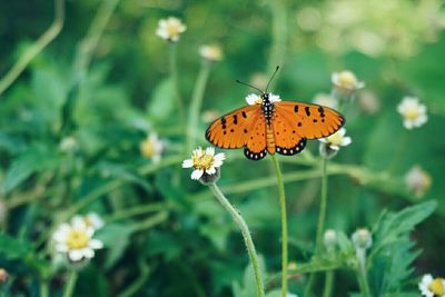 Close-up of butterfly on flower