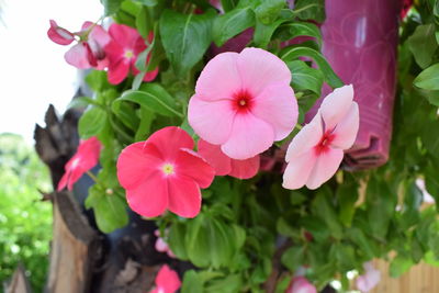 Close-up of pink flowering plants