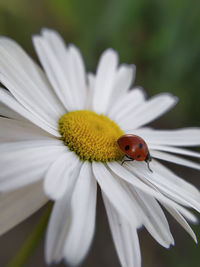 Close-up of ladybug on white flower