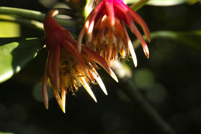 Close-up of flower against blurred background