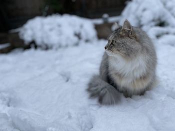 Close-up of cat on snow