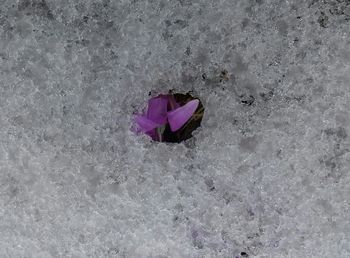 High angle view of pink flower floating on snow