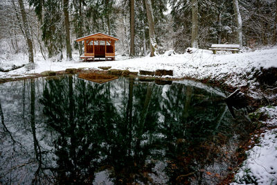 Trees by frozen lake in forest during winter