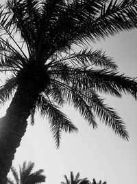 Low angle view of palm tree against clear sky