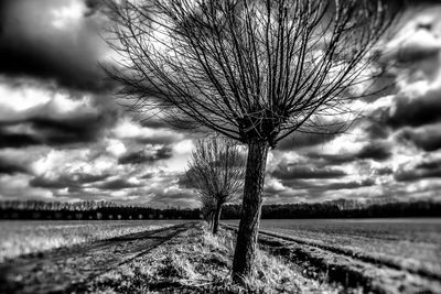 Bare tree on field against sky