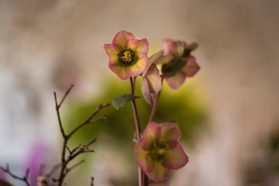 Close-up of pink flowering plant