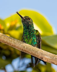 Tiny hummingbird resting on a branch