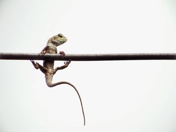 Low angle view of bird perching on branch against sky