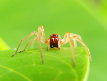 Close-up of spider