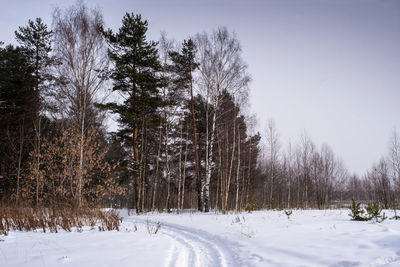 A narrow snowy road goes into a mixed forest on a cloudy winter day, russia.