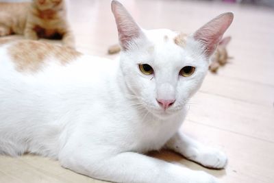 Close-up portrait of white cat