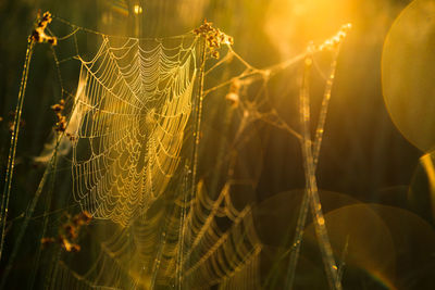 Close-up of spider web on plant