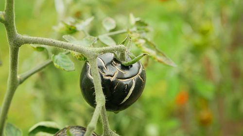 Close-up of insect on plant