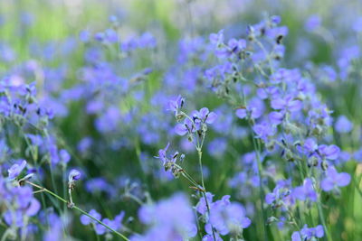 Close-up of purple flowering plants