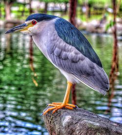 High angle view of gray heron perching on water