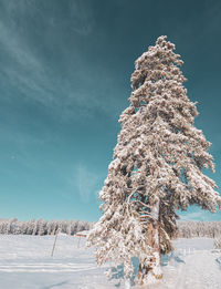 Tree on snow covered land against sky
