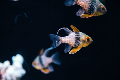 Close-up of fish swimming in aquarium