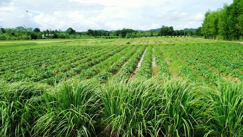 Scenic view of agricultural field against sky