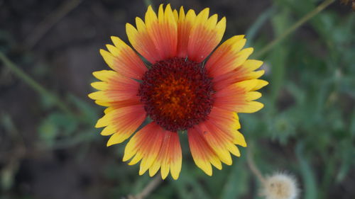 Close-up of orange flower
