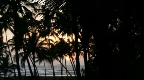 Low angle view of palm trees