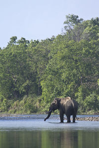 Side view of elephant in lake at forest