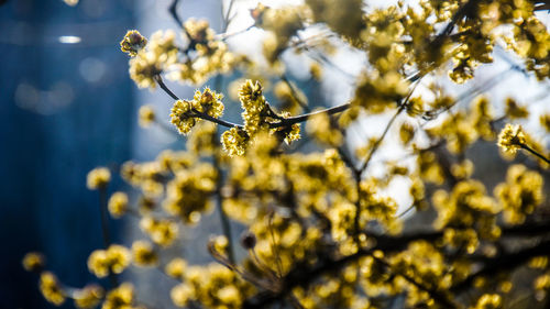 Close-up of yellow flowering plant