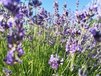 Close-up of purple flowering plants on field