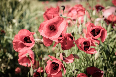 Close-up of pink poppy flowers