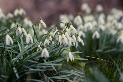 Close-up of white flowering plants on field