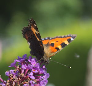 Close-up of butterfly perching on flower