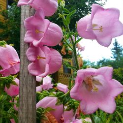 Close-up of pink flowers