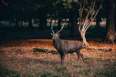 Deer in a forest