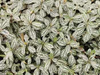 Full frame shot of plants