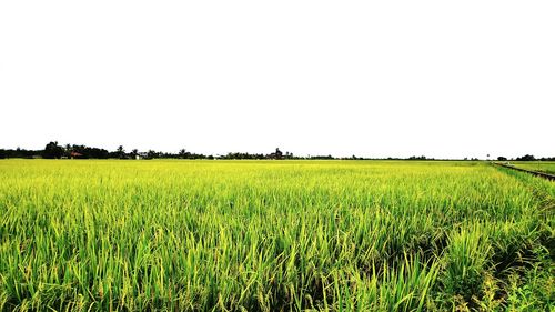 Scenic view of agricultural field against clear sky