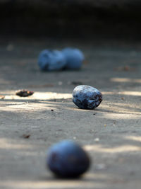 Close-up of fruit on street