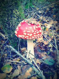 Close-up of mushroom growing in forest