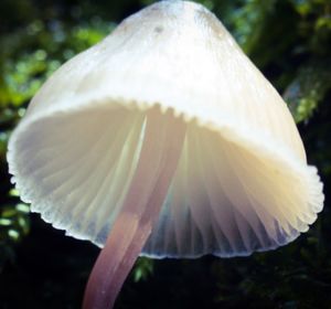 Close-up of mushroom